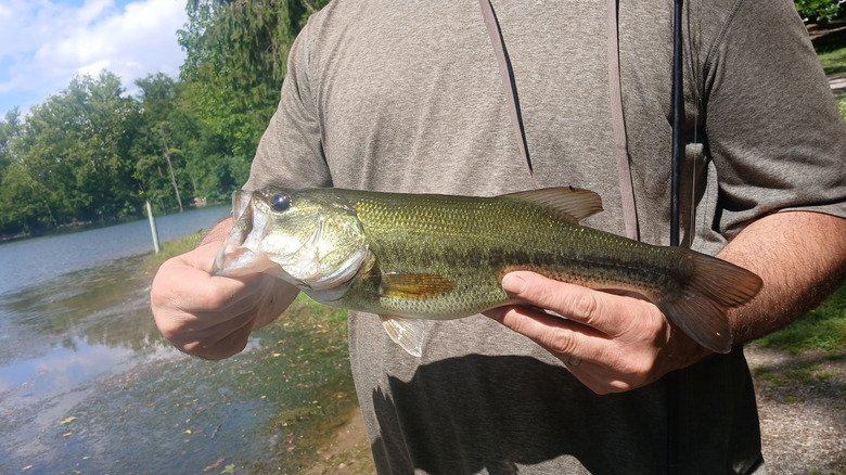 Between Philly And Harrisburg Is Pennsylvania's Former Mine That's Now A Crystal-Clear Lake For Fishing