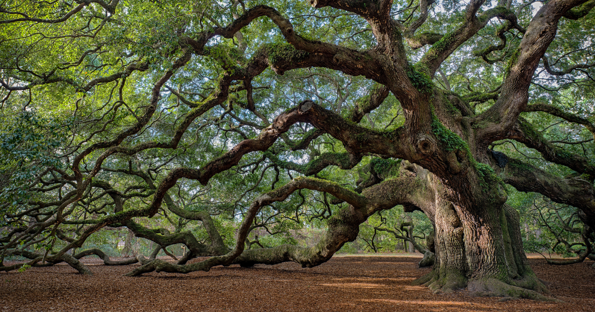 Charleston's 25 Best-Kept Secrets and Can't-Miss Spots in One List