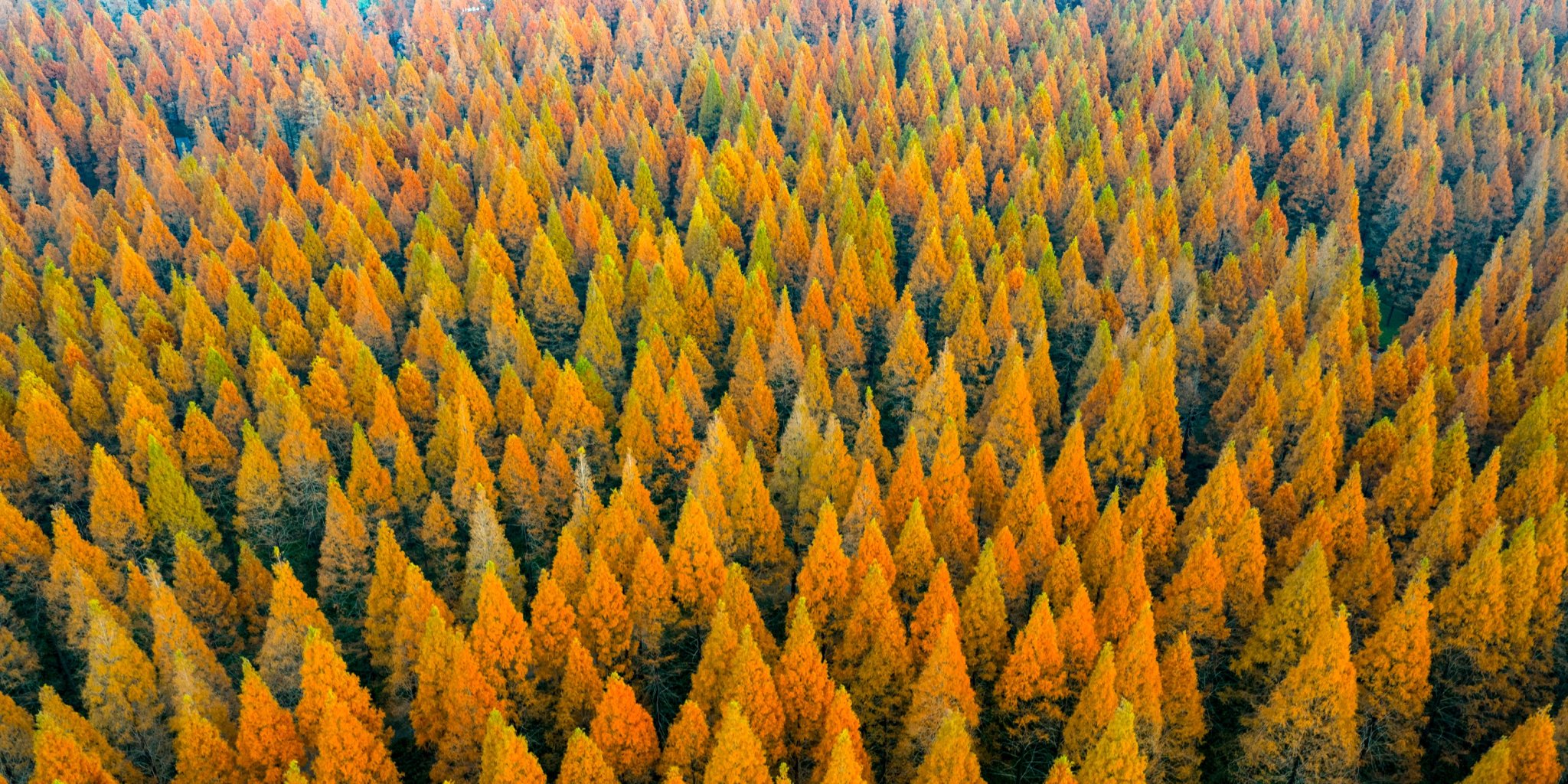 China Planted 78 Billion New Trees—and Seriously Messed Up Its Water Cycle