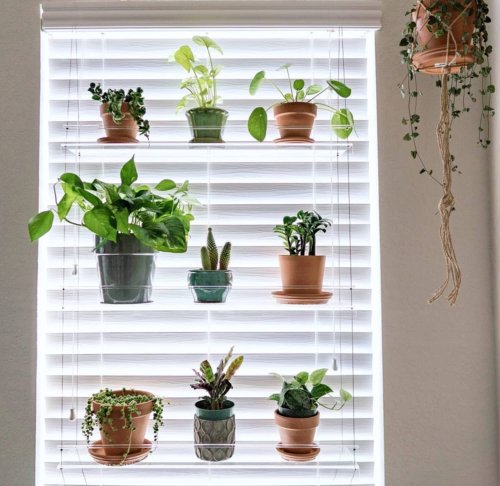 Keep Your Sun-Loving Indoor Plants Happy With This Clever Window Shelf