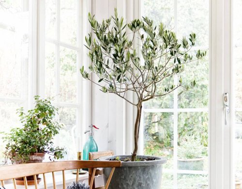 How to Grow Olive Trees, the “Next Big Thing” Taking Over Interior Design