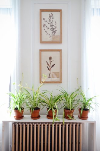 5 Hard-to-Kill Houseplants for Apartments with Low Light