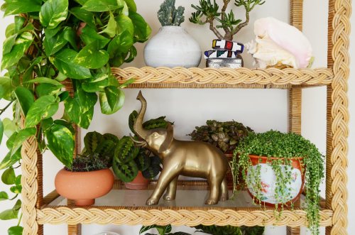 Want Happy Houseplants? Here’s One Springtime Ritual Your Green Thumb Friends Never Skip