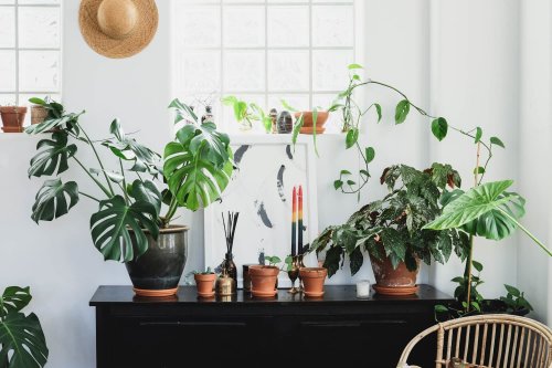 Follow the Rule of Thirds and Keep Your Plants Alive Longer