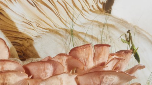 A Transfixing Look at Nature at Its Most Unnatural