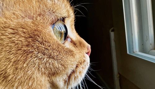 Shot on iPhone Challenge – Die besten Makro-Fotos