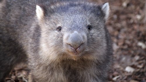 Wombats are cute, furry marsupials — that shouldn't be picked up