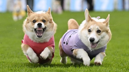 Queen Elizabeth II's favorite dogs race for glory in Britain's Corgi Derby