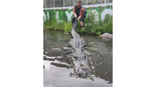 Alligator that starred in 'Happy Gilmore' dies of old age in Colorado