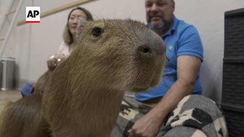 Patrons hang out with the 'it' animals of the moment at this Florida capybara cafe