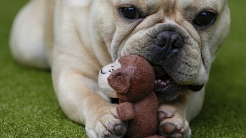 French bulldog is still top US breed, but is another gaining momentum? Of corso