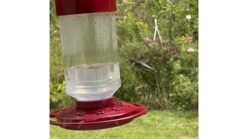 How to help migrating hummingbirds and see their antics up close