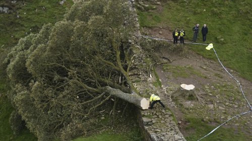 16-year-old boy arrested in England over the 'deliberate' felling of a famous tree at Hadrian's Wall