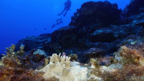 84% of the world's coral reefs hit by worst bleaching event on record