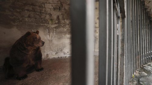 Albania's last captive bear rescued to Austrian sanctuary