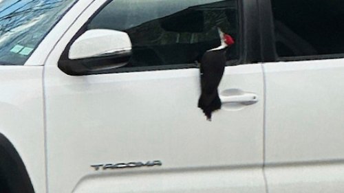 A woodpecker has invaded a Massachusetts neighborhood. Residents are taking it in stride