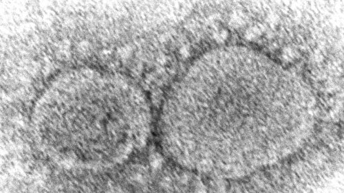 Dominant coronavirus mutant contains ghost of pandemic past