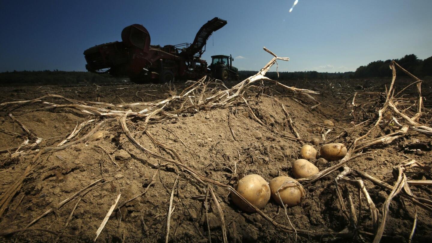 Maine Researchers try producing potato resistant to climate change