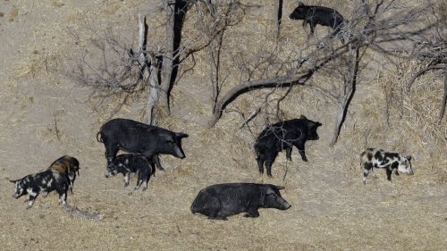 A population of hard-to-eradicate ‘super pigs’ in Canada is threatening to invade the US