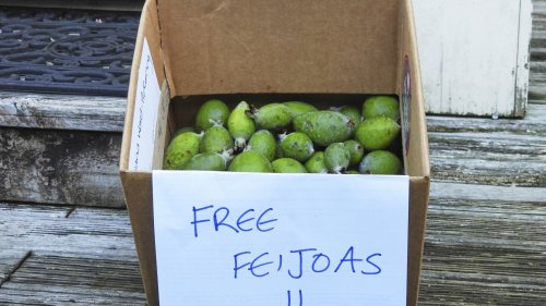New Zealand's unofficial fruit is the feijoa, not the kiwi. And part of the fun is in giving it away