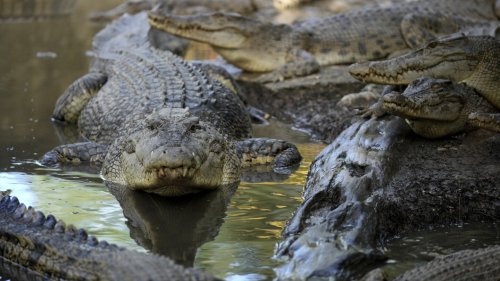 Crocodile attacks in Indonesia are on the rise. It's left residents on edge