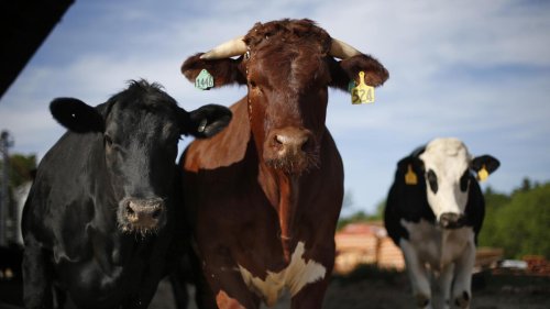 No, farmers aren’t required to vaccinate livestock with mRNA vaccines