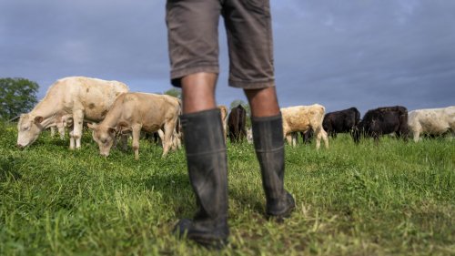 Eat grass-fed beef, help the planet? Research says not so simple
