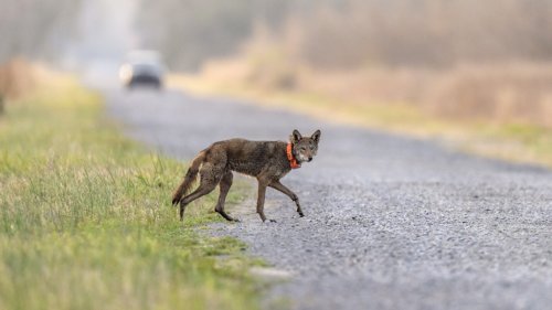 Endangered red wolf can make it in the wild, but not without `significant' help, study says