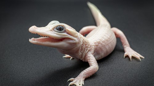 Extremely rare white alligator is born at a Florida reptile park
