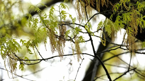 Spring allergies are back. Here's how to check pollen levels and keep from sneezing