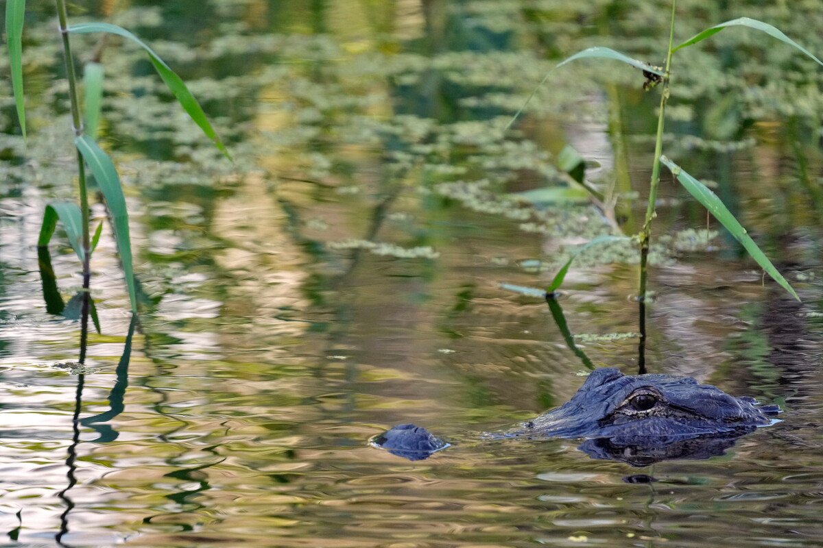 Image from AP's coverage: Fisherman, 71, killed by 12-foot alligator alongside Florida lake