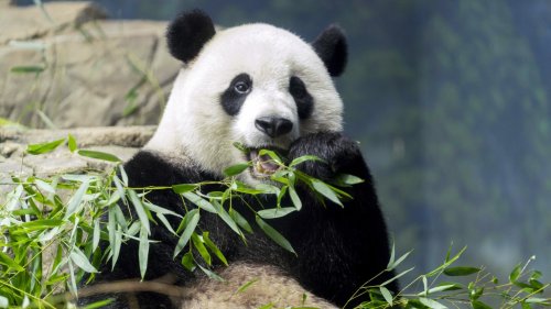 Pandas could be gone from America's zoos by the end of next year