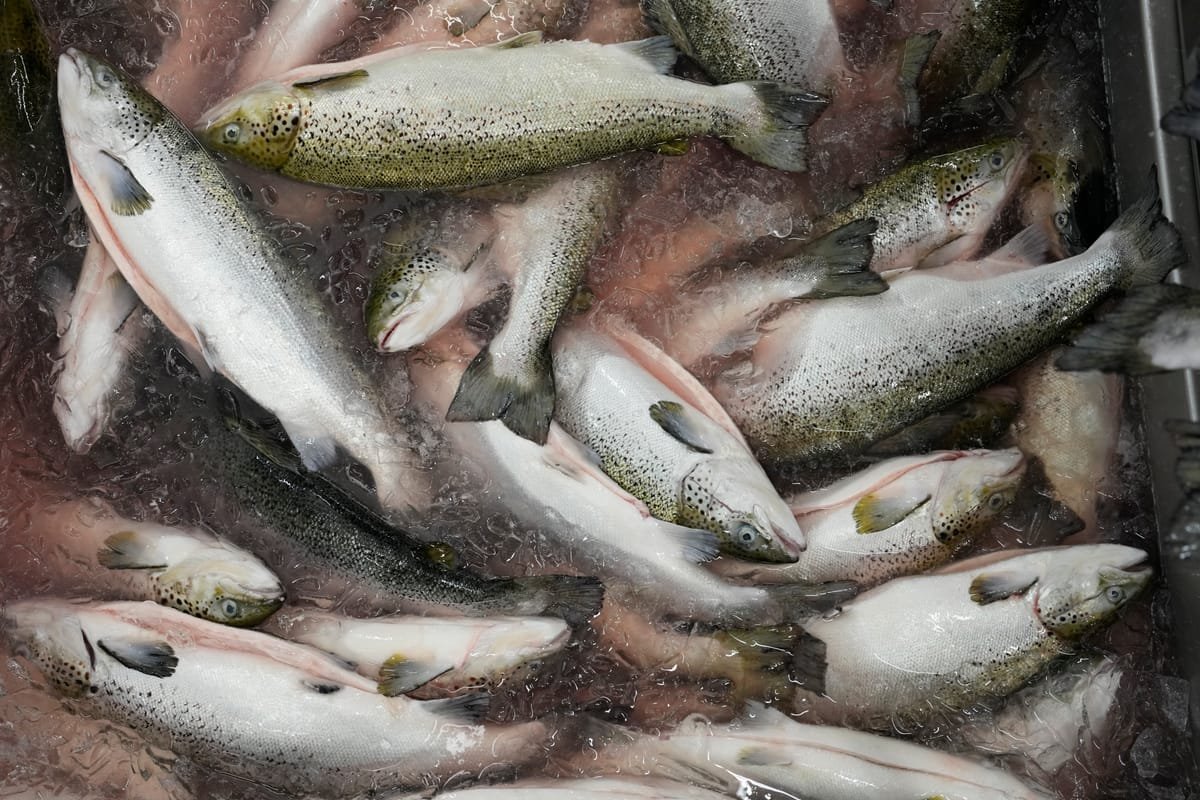 Can we make seafood more sustainable? Fish farms in Miami, China and France could save oceans