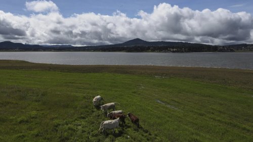 Mexico says US suspension of beef imports because of screwworm is unfair