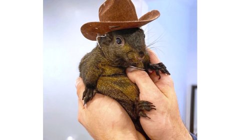 Inside the investigation, seizure and death of Peanut the social media star squirrel