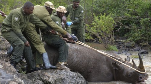 Kenya embarks on its biggest rhino relocation project. A previous attempt was a disaster