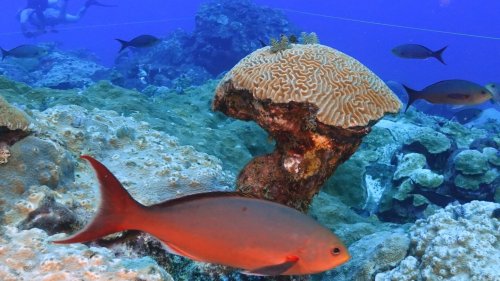 Climate change is hurting coral worldwide. But these reefs off the Texas coast are thriving