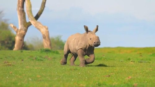 Baby white rhino enjoys spring sunshine in the U.K.