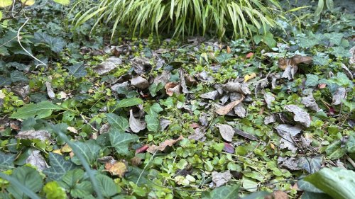 There's a movement to 'leave the leaves' in gardens and lawns. Should you do it?