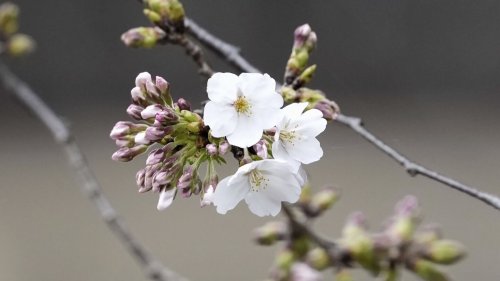 Japan's weather agency declares flowering of Tokyo's cherry blossoms as the festive season begins