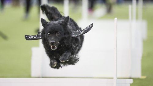 Westminster is the Super Bowl of dog shows