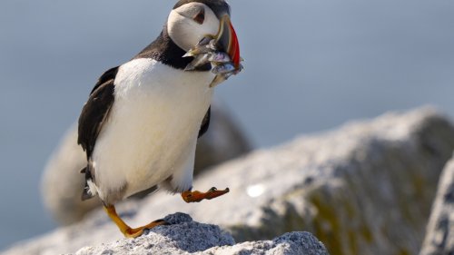 news - The clownish seabirds with colorful bills and waddling gaits had their second consecutive rebound year for fledging chicks after a catastrophic 2021 _medium
