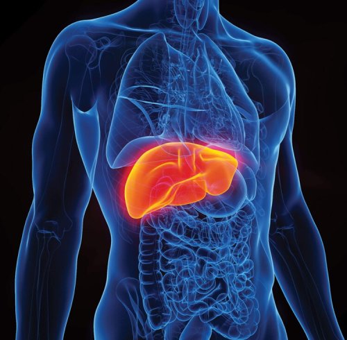 How to Keep Your Liver Strong—And How to Tell When Something’s Up With It — Men’s Health