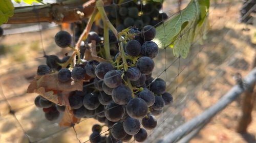 Upcoming wet forecast speeds up grape harvest in NorCal's wine country — ABC7 Bay Area