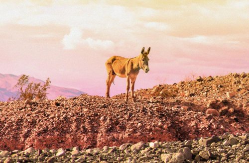 Wild Horses and Burros Are Dying Hard Deaths Out West — Outdoor Life