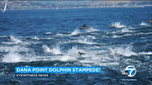 Video: Dolphin stampede off coast of Dana Point wows boaters — ABC7 Los Angeles