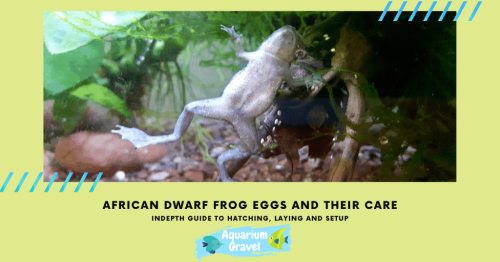 African Dwarf Frogs - cover