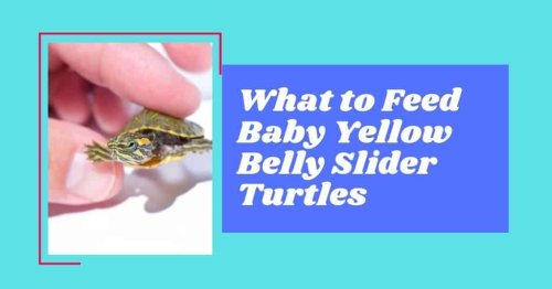 What to Feed Baby Yellow Belly Slider Turtles - A list