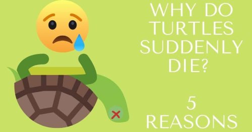 Why Do Turtles Suddenly Die? | 5 Reasons