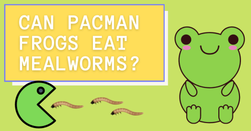 Can Pacman Frogs Eat Mealworms